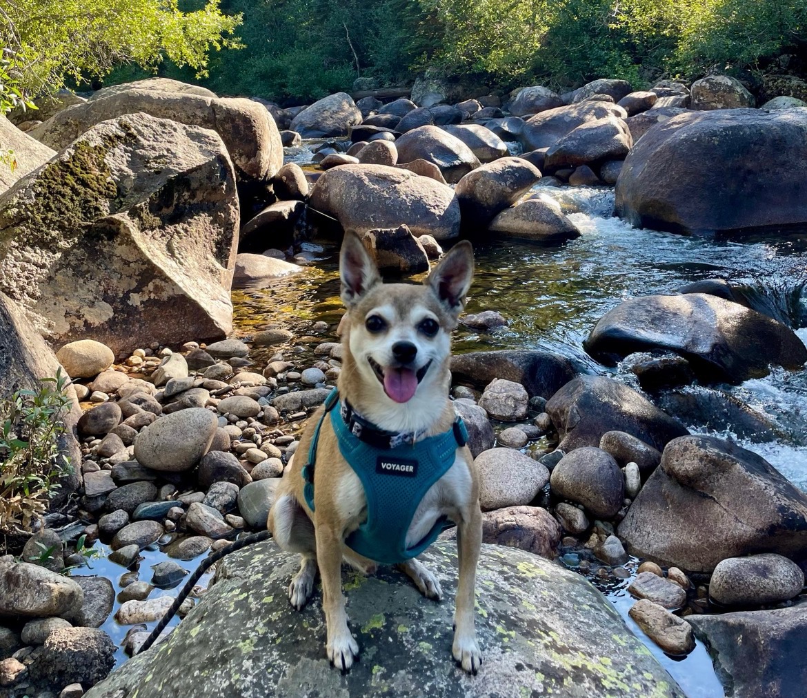 Charley the Chihuahua mix